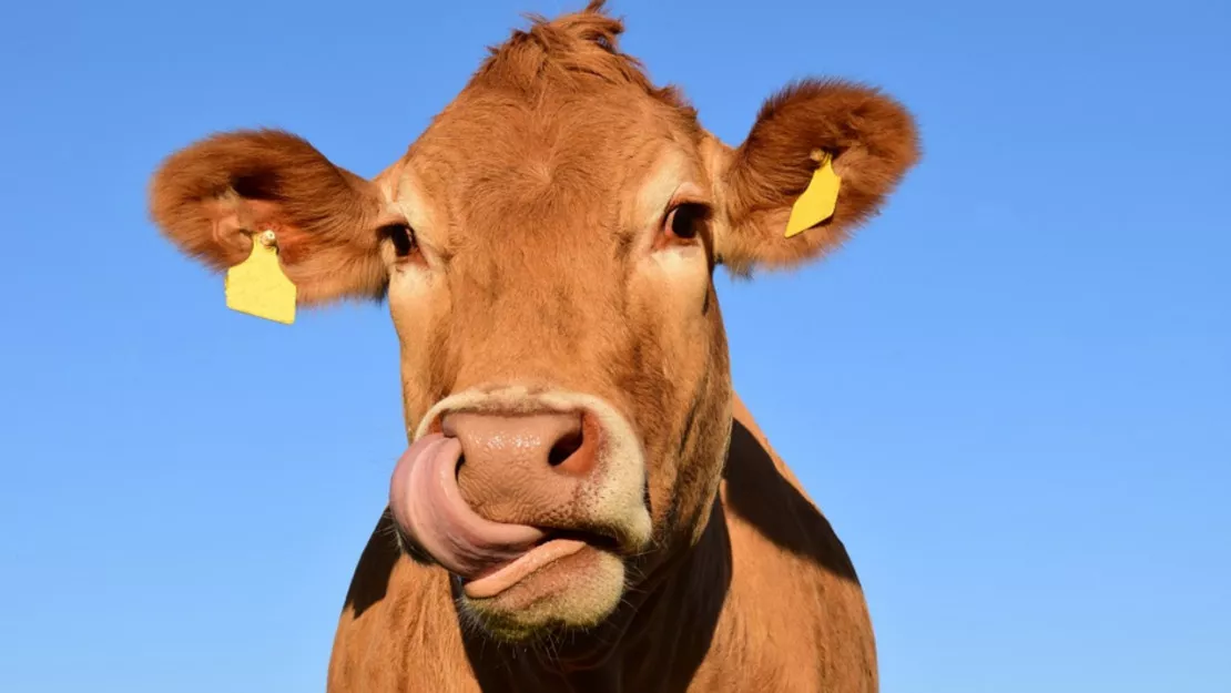 333 communes du Puy-de-Dôme en zone régulée pour lutter contre la maladie hémorragique épizootique