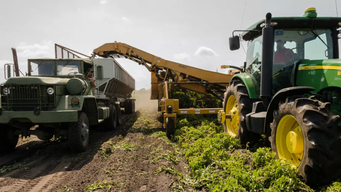 Limagrain : 600 postes sont à pourvoir pour la saison automnale