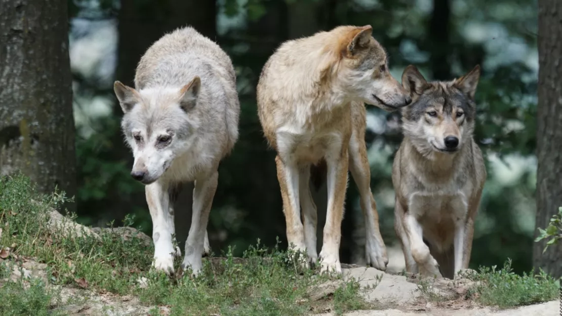 Allier : une habitante de Chamalières (63) a-t-elle été attaqué par un loup lors d'une promenade ?