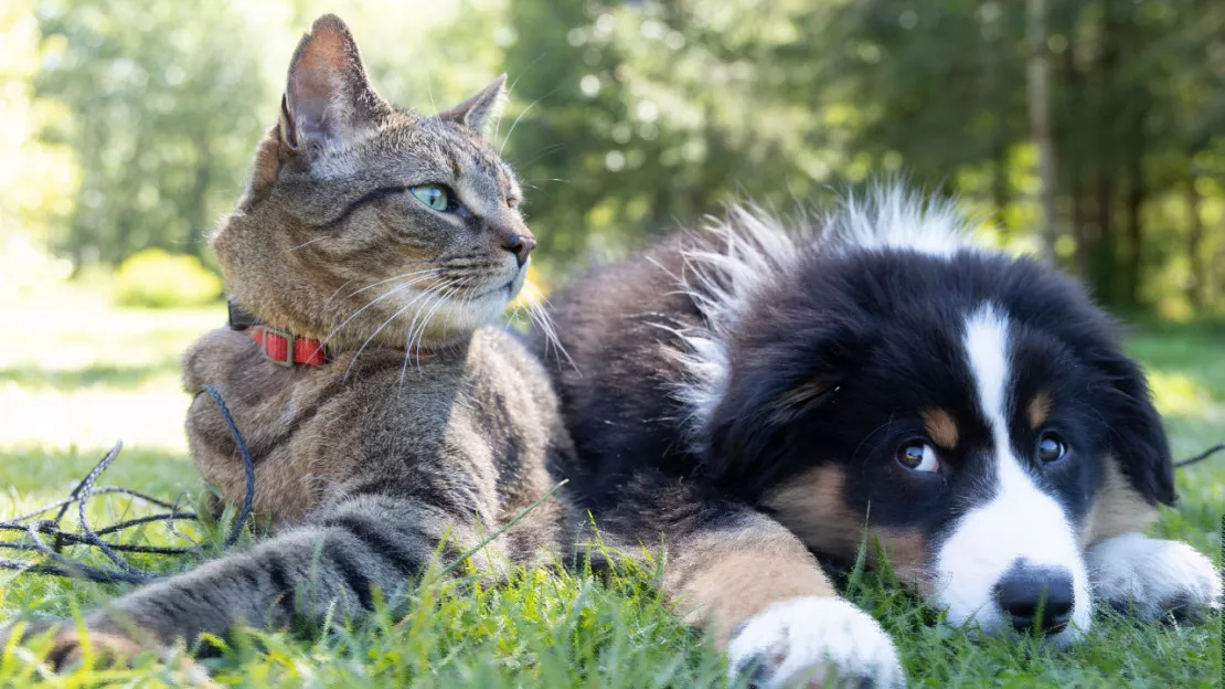 L'Auvergne-Rhône-Alpes, championne des chiens et des chats !