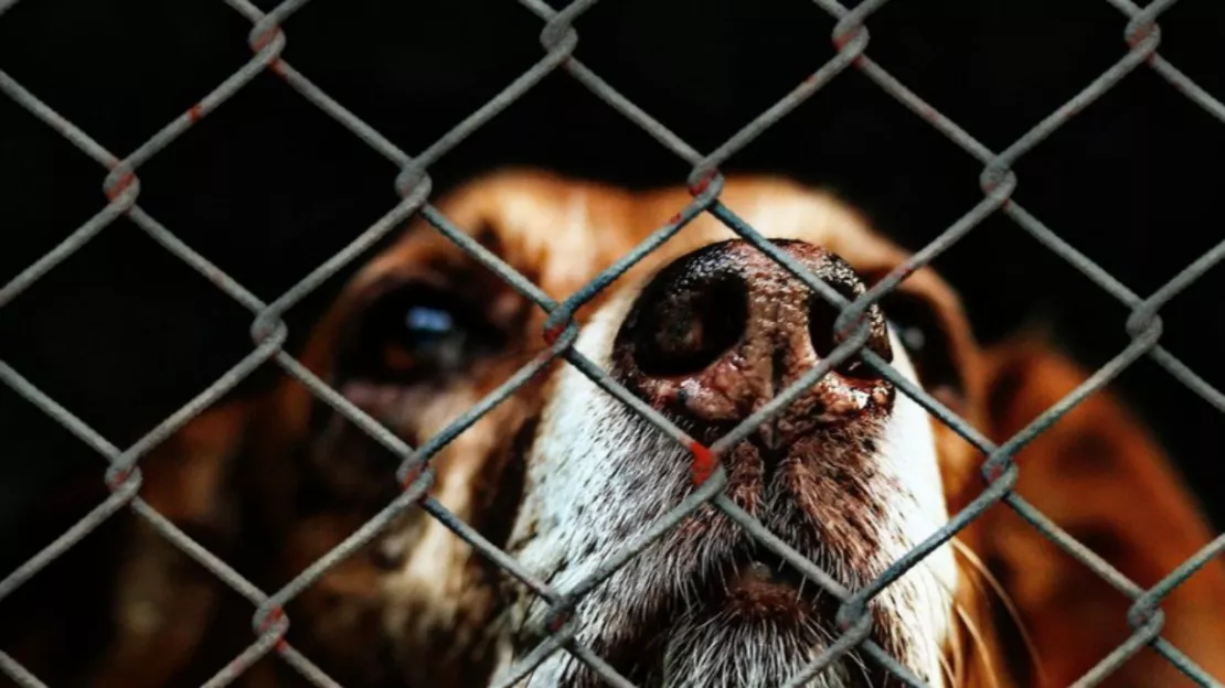 Bien-être animal : Une Brigade de protection vient au secours des animaux dans l'Allier