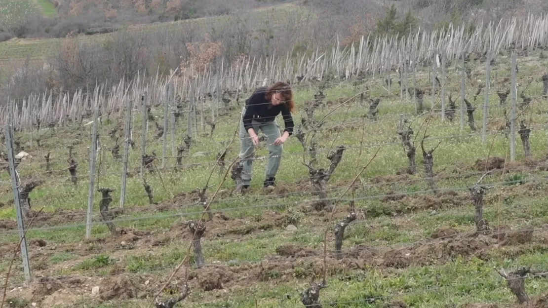 Plus de vignoble, plus de production : le vin puydomois en reconquête