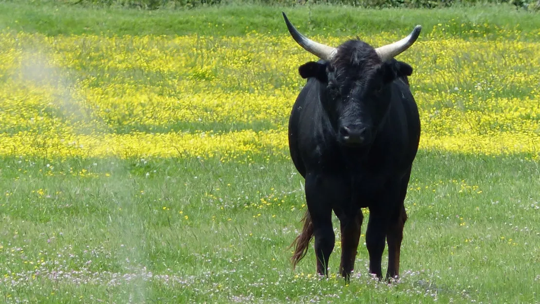 Puy-de-Dôme : Deux agriculteurs gravement blessés après une attaque de taureau