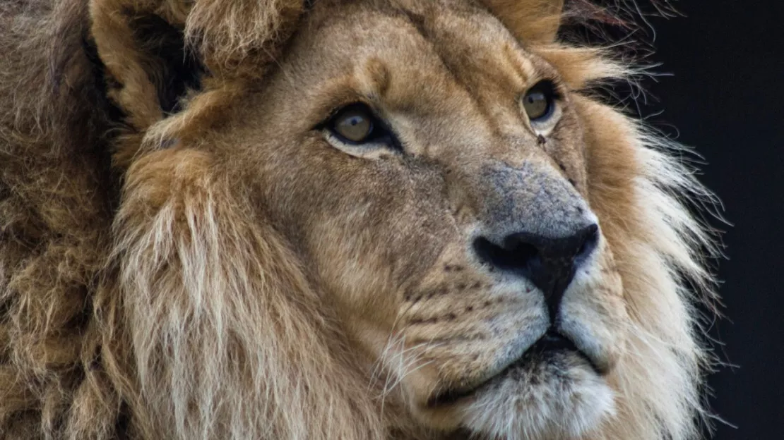 Puy-de-Dôme : le lion Tsavo est mort