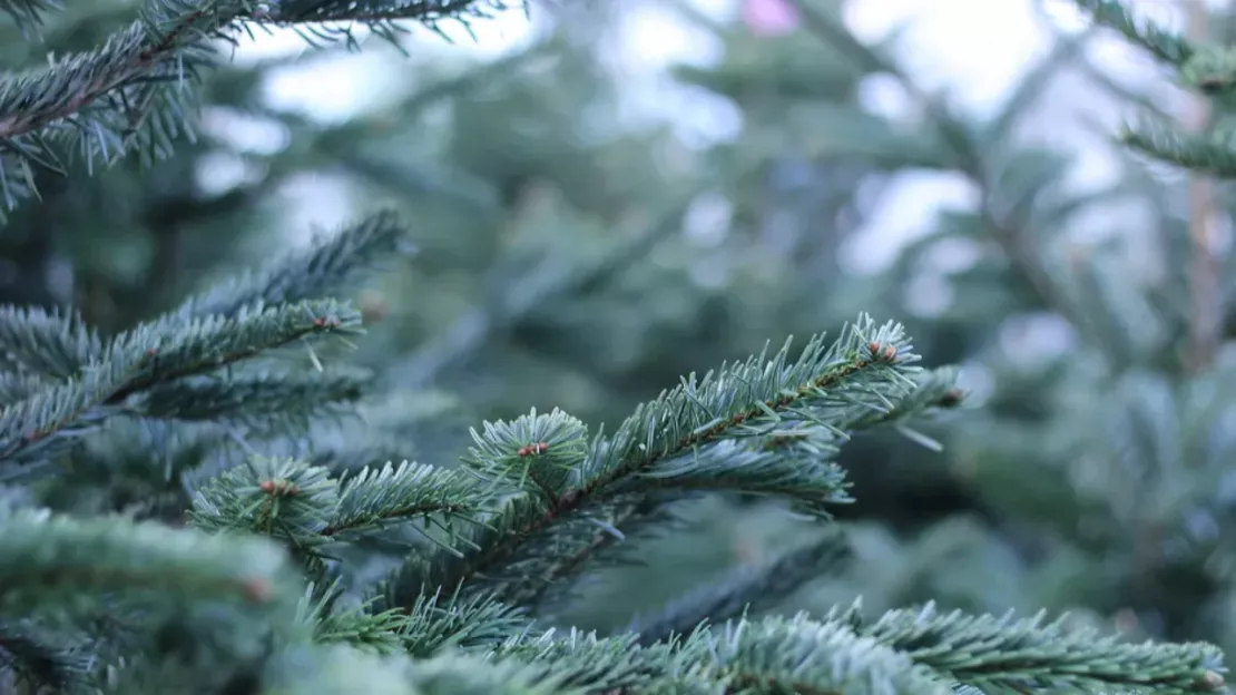 Puy de Dôme : où déposer votre sapin de Noël après les fêtes ?