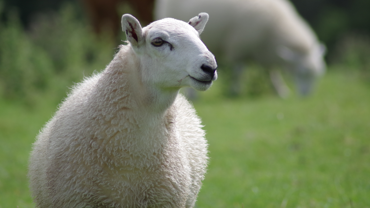 Quinze brebis tuées après l'attaque d'un troupeau dans le Cantal Quinze brebis tuées après l'attaque d'un troupeau dans le Cantal