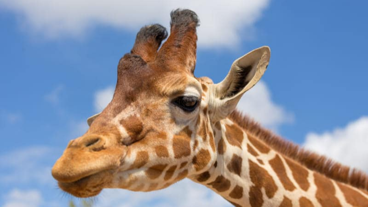 Au Parc Animalier d'Auvergne, une girafe mâle décède sans symptôme précurseur