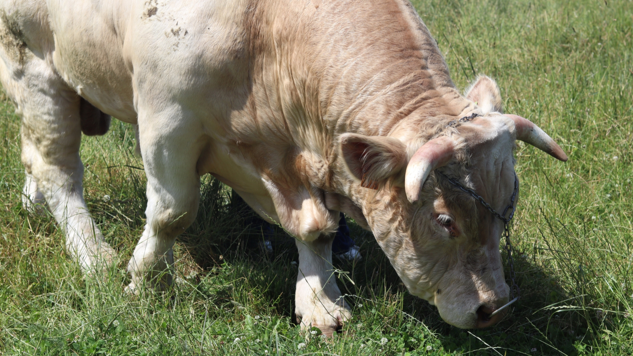 Auvergne : il n'y aura pas de bovin au Sommet de l'Élevage de Cournon-d'Auvergne cette année