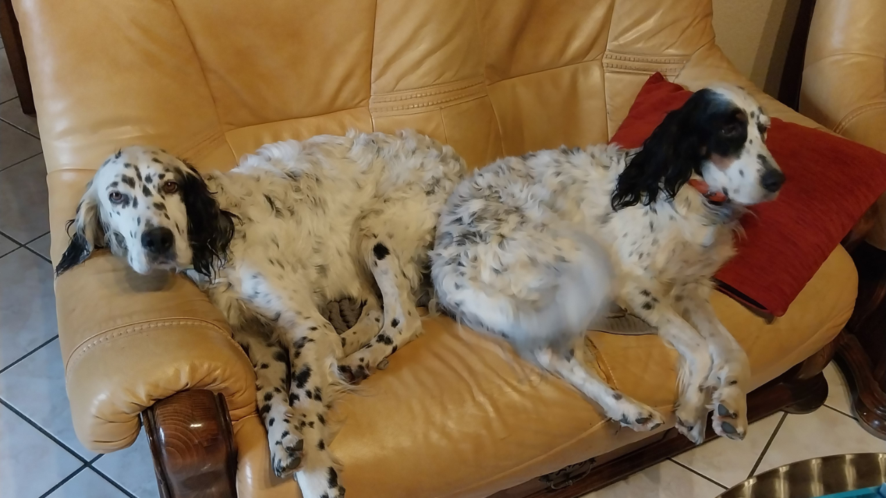Auvergne : un mois après leur disparition, un duo de chiennes retrouvées... à 250 km de chez eux