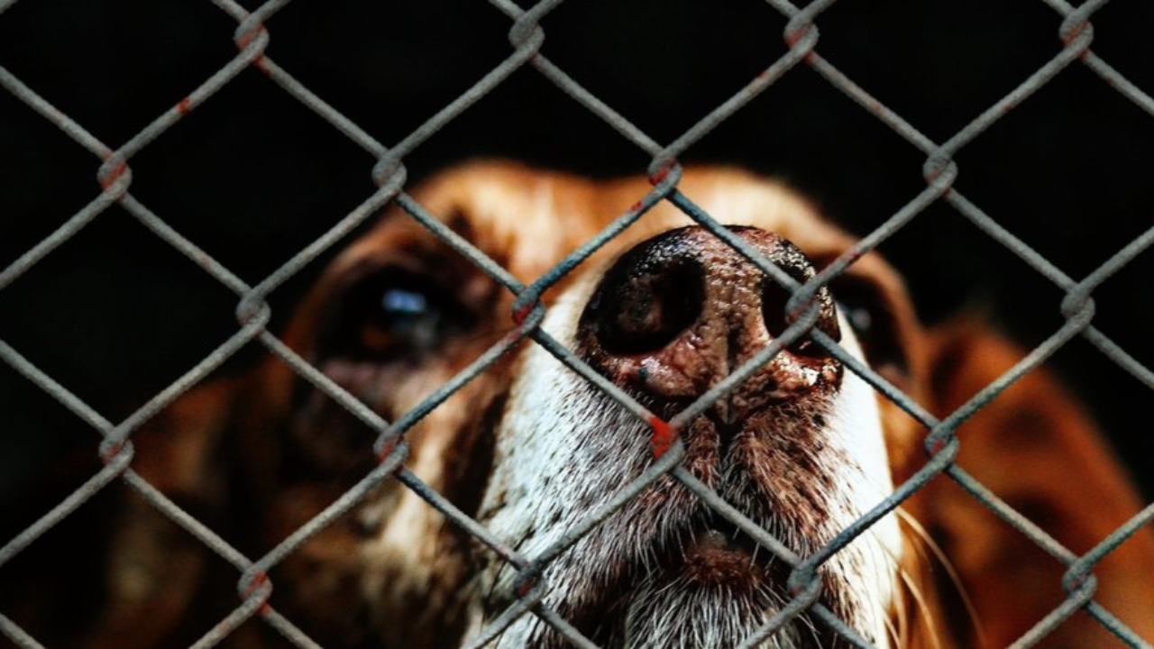 Bien-être animal : Une Brigade de protection vient au secours des animaux dans l'Allier