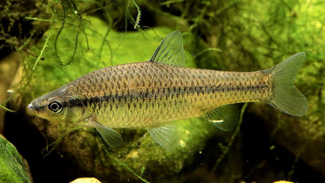 Cantal : Un petit poisson menace l’écosystème des cours d’eau Cantal : Un petit poisson menace l’écosystème des cours d’eau
