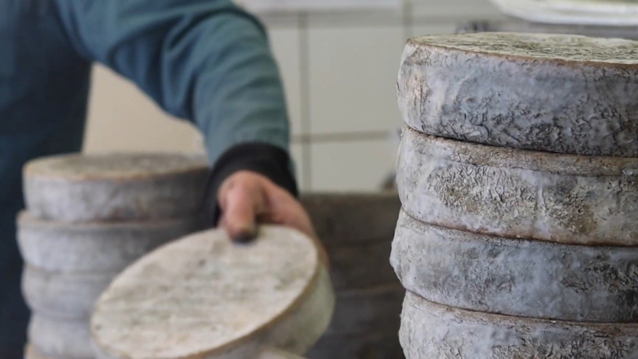 Puy-de-Dôme. Un concours du meilleur Saint-Nectaire organisé pour les 70 ans de l'AOP ce week-end