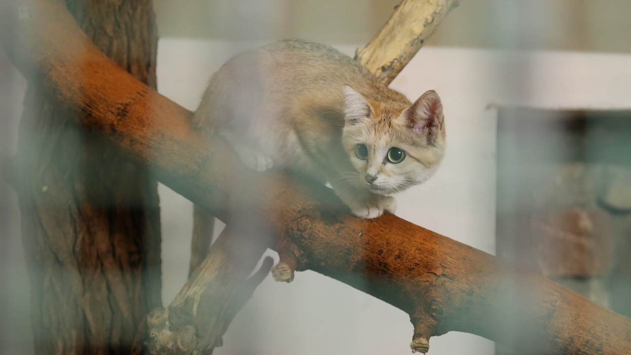Cette association du Puy-de-Dôme lance une grande campagne de stérilisation des chats à Gerzat
