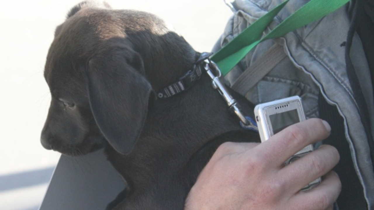 Clermont-Ferrand : il laisse son chiot dans la voiture en plein soleil, le pauvre animal retrouvé mort