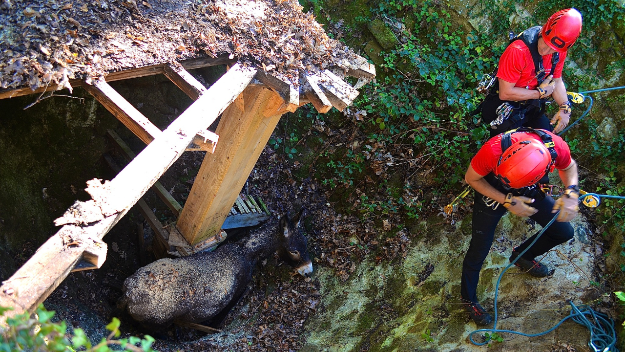 Dans l'Allier, le sauvetage spectaculaire d'un âne coincé dans un trou (PHOTOS)