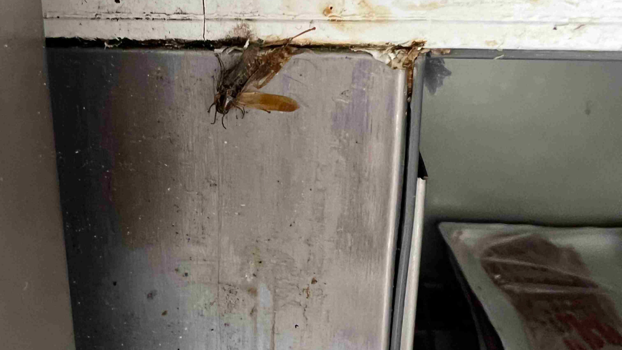 Des blattes en cuisine : le Magma fermé à Clermont-Ferrand pour défaut d’hygiène ! Des blattes en cuisine : le Magma fermé à Clermont-Ferrand pour défaut d’hygiène !