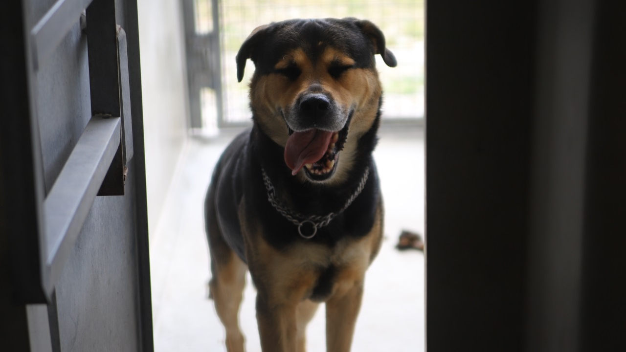 Deux puydomois arrêtés pour avoir abandonné leurs trois chiens à Rochefort-Montagne