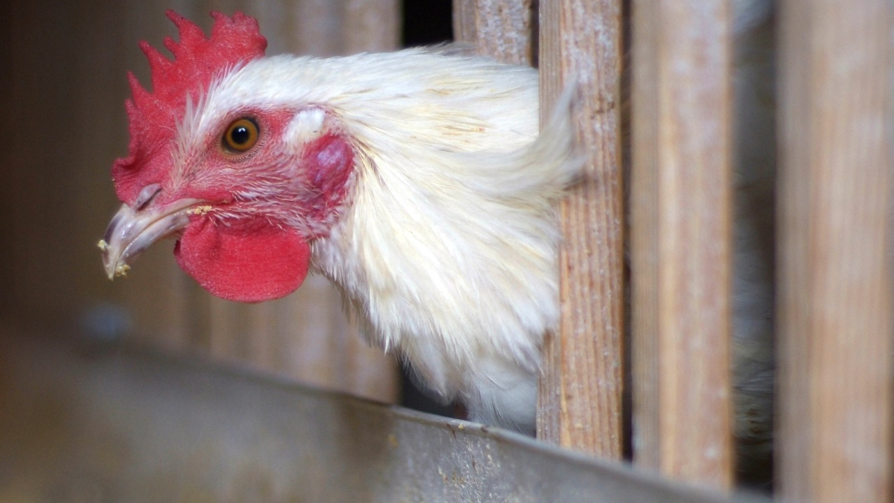 Incendie à Miremont : un hangar agricole détruit, une centaine de volailles perdues
