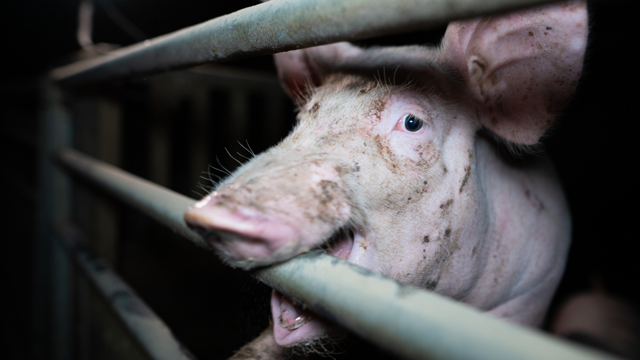 L214 se mobilise à Clermont-Ferrand après les révélations sur des élevages de porcs fournissant E. Leclerc