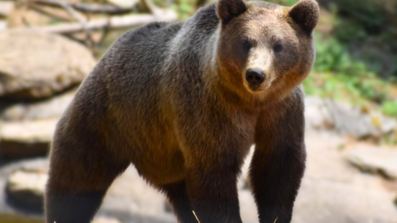 Parc Animalier d’Auvergne : deux ours bruns accueillis pour renforcer la place des espèces menacées