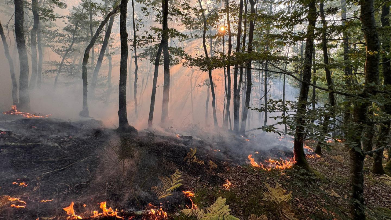 Puy-de-Dôme : 35 hectares ravagés par un incendie à Châteldon, le feu maîtrisé après une nuit de lutte