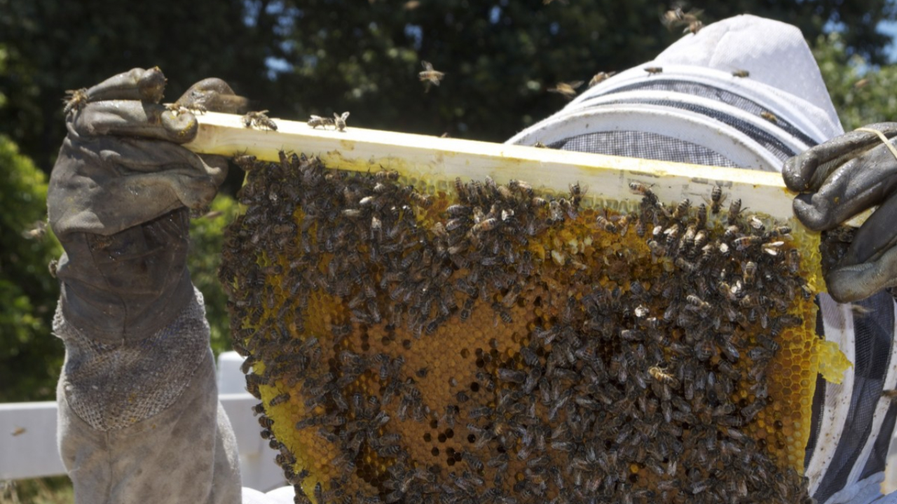 Puy-de-Dôme : après les intempéries de 2024, les apiculteurs indemnisés sur la perte de miel Puy-de-Dôme : après les intempéries de 2024, les apiculteurs indemnisés sur la perte de miel