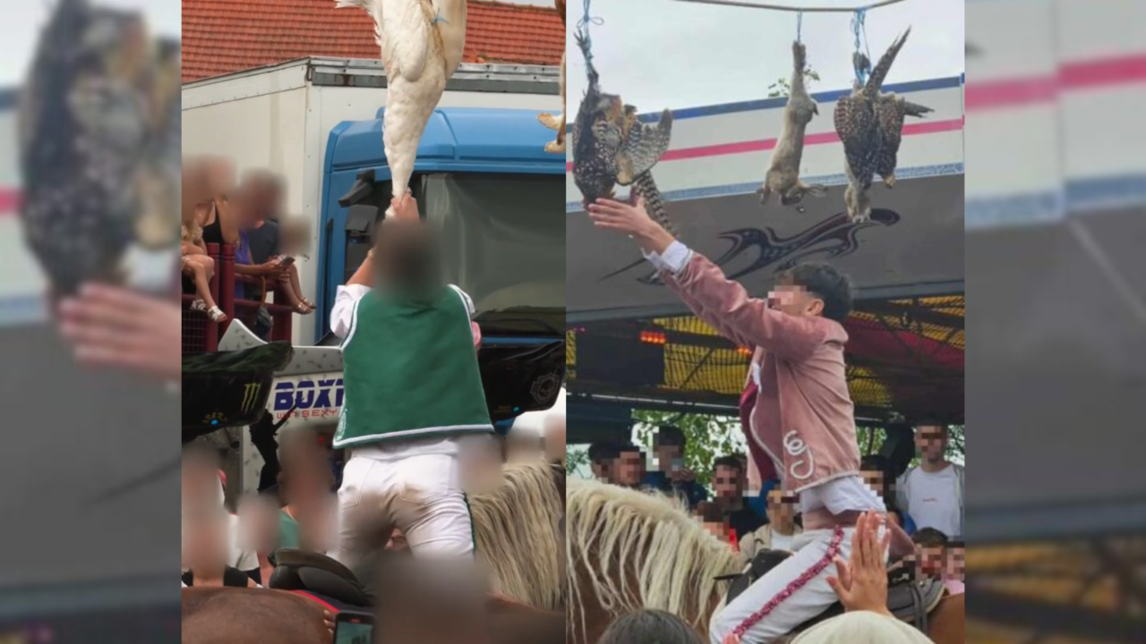 Puy-de-Dôme : le "jeu du cou de l'oie" a finalement eu lieu à Saint-Bonnet-près-Riom, le préfet saisi la justice