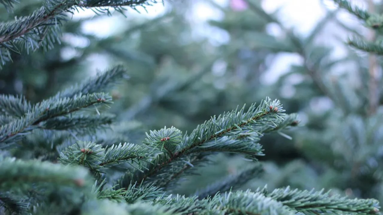 Puy de Dôme : où déposer votre sapin de Noël après les fêtes ?