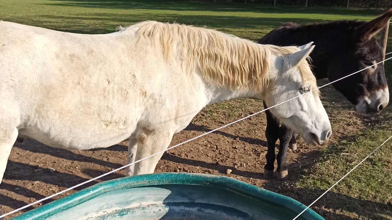 Sauvetage insolite : un cheval prisonnier de la boue libéré par les pompiers