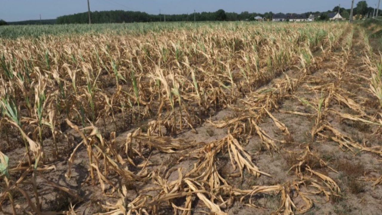 Sécheresse : 76 communes du Puy-de-Dôme reconnues en état de catastrophe naturelle Sécheresse : 76 communes du Puy-de-Dôme reconnues en état de catastrophe naturelle