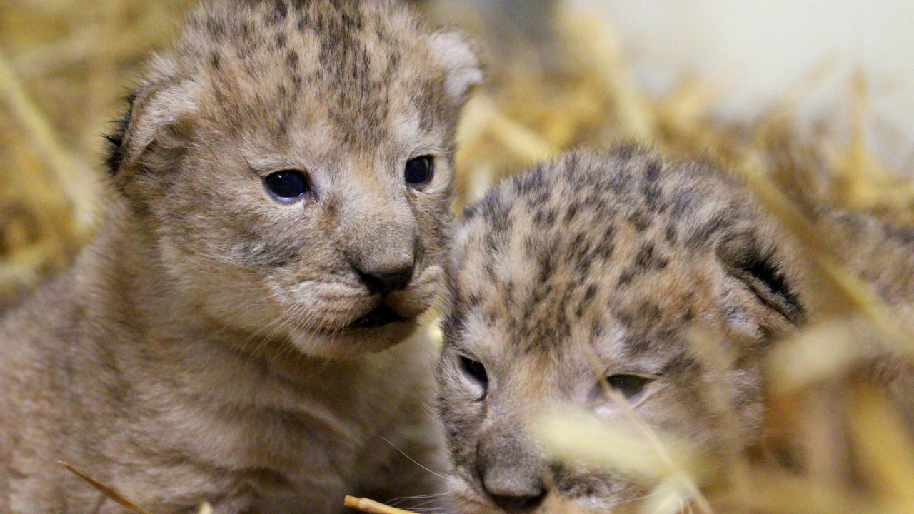 VIDÉO - Extraodinaire, deux bébés lionceaux d'Afrique sont nés au Parc Animalier d'Auvergne !