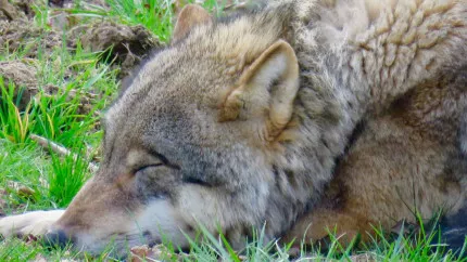 PHOTOS - Le PAL (Allier) accueille deux jeunes loups d'Europe, une espèce menacée